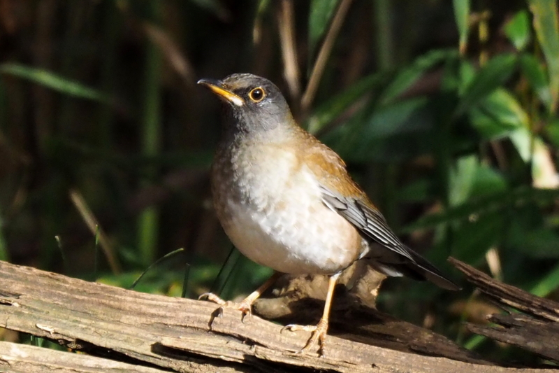 f:id:digibirds:20161216193005j:image