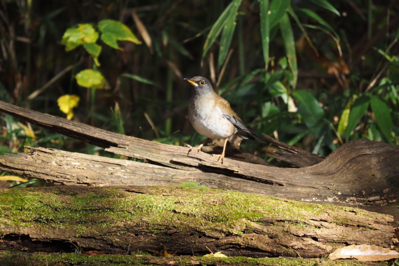 f:id:digibirds:20161216193010j:image