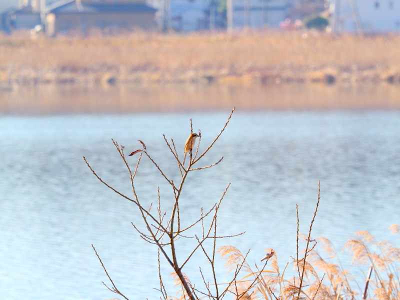 f:id:digibirds:20161217192640j:image