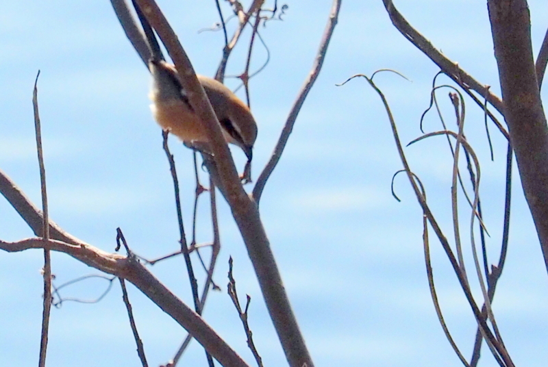 f:id:digibirds:20161217192708j:image