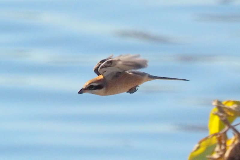 f:id:digibirds:20161217192713j:image