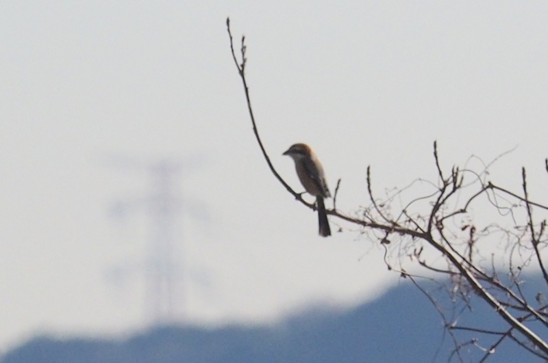 f:id:digibirds:20161217192717j:image