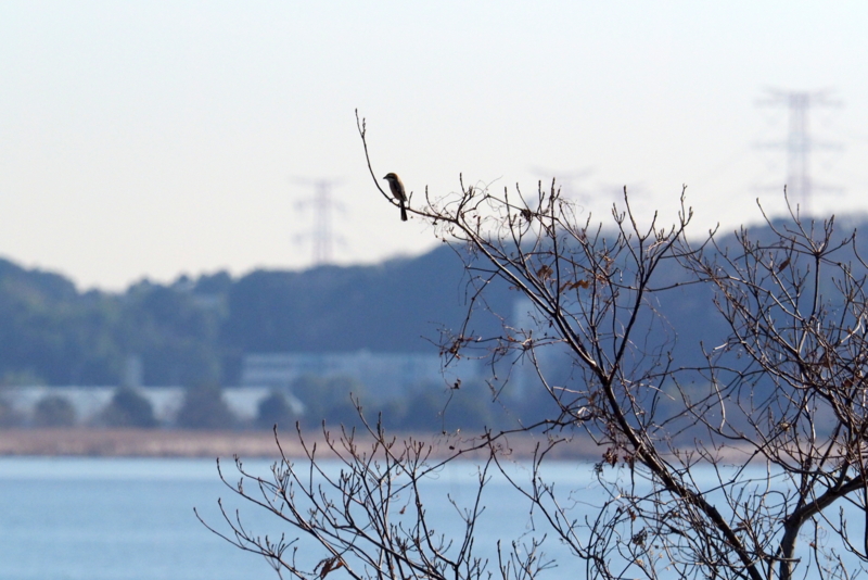 f:id:digibirds:20161217192721j:image