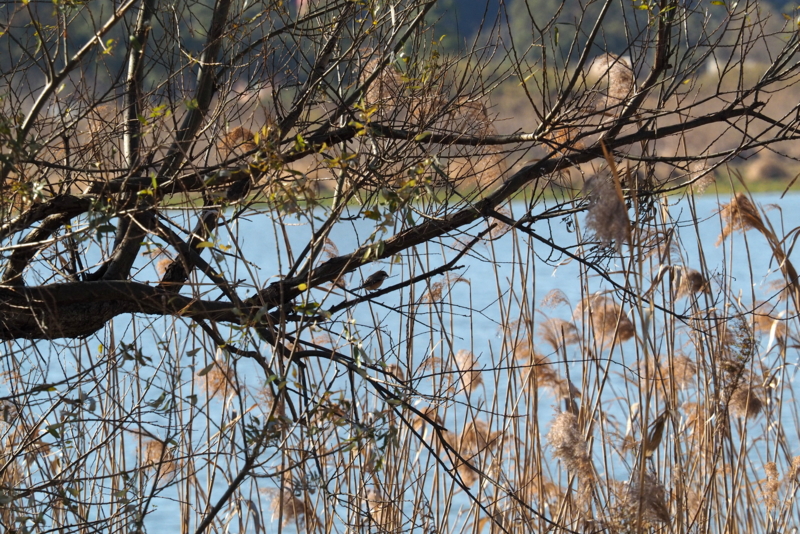 f:id:digibirds:20161217192934j:image