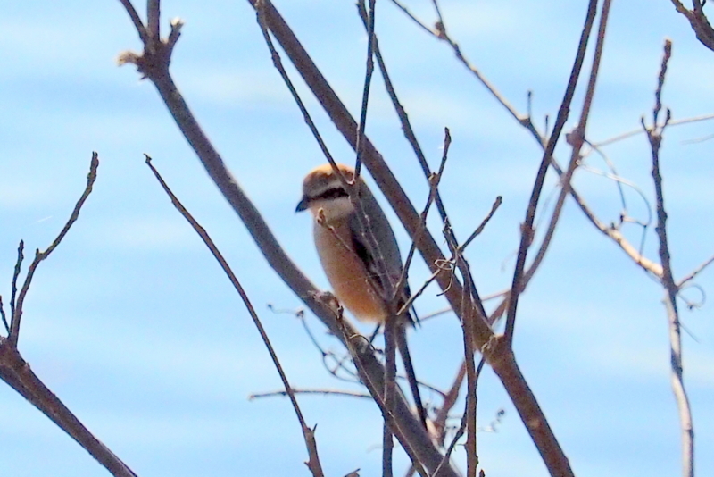 f:id:digibirds:20161217193006j:image