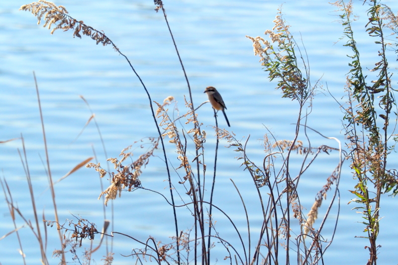 f:id:digibirds:20161217193010j:image