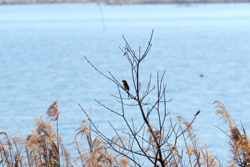 f:id:digibirds:20161217193041j:image