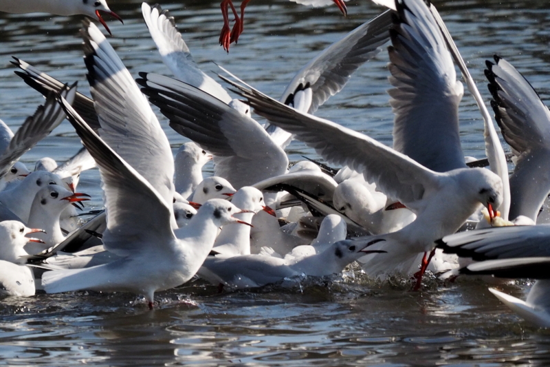 f:id:digibirds:20161221165547j:image