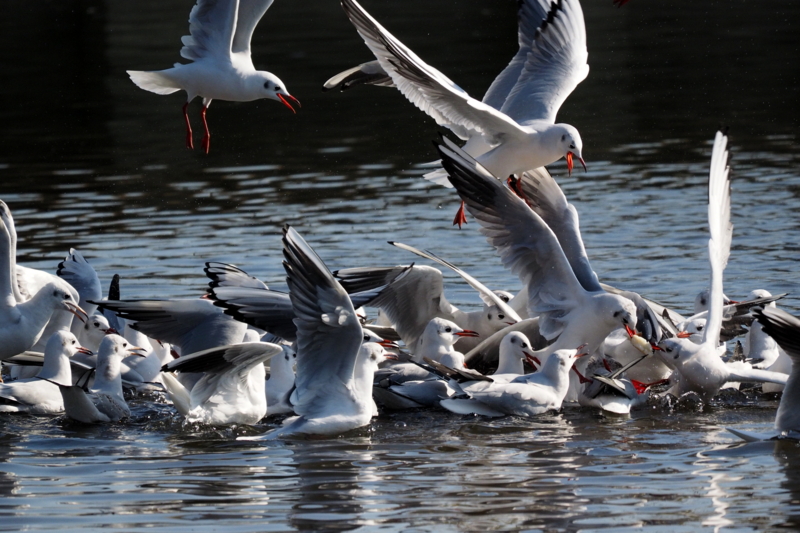 f:id:digibirds:20161221165558j:image