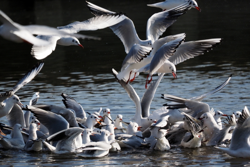 f:id:digibirds:20161221165622j:image