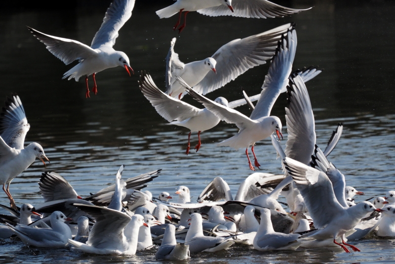 f:id:digibirds:20161221165651j:image