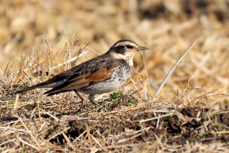 f:id:digibirds:20161222174819j:image