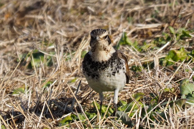 f:id:digibirds:20161222174823j:image