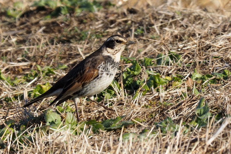 f:id:digibirds:20161222174826j:image