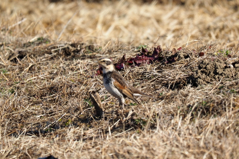 f:id:digibirds:20161222174831j:image