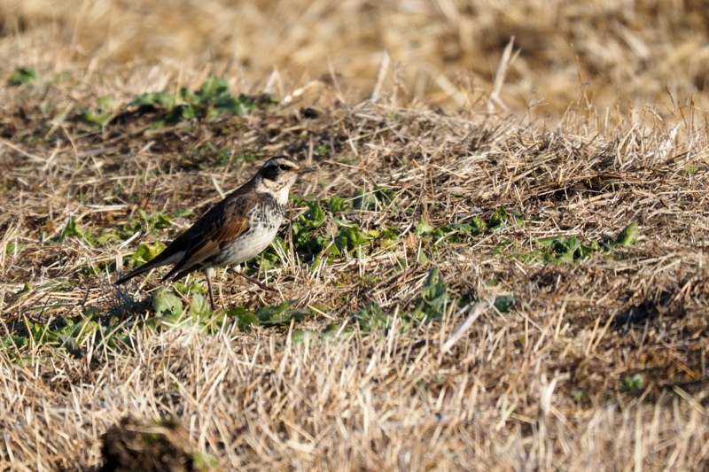 f:id:digibirds:20161222174850j:image