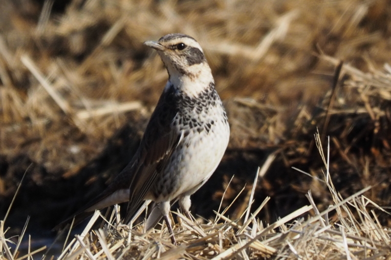 f:id:digibirds:20161222175334j:image