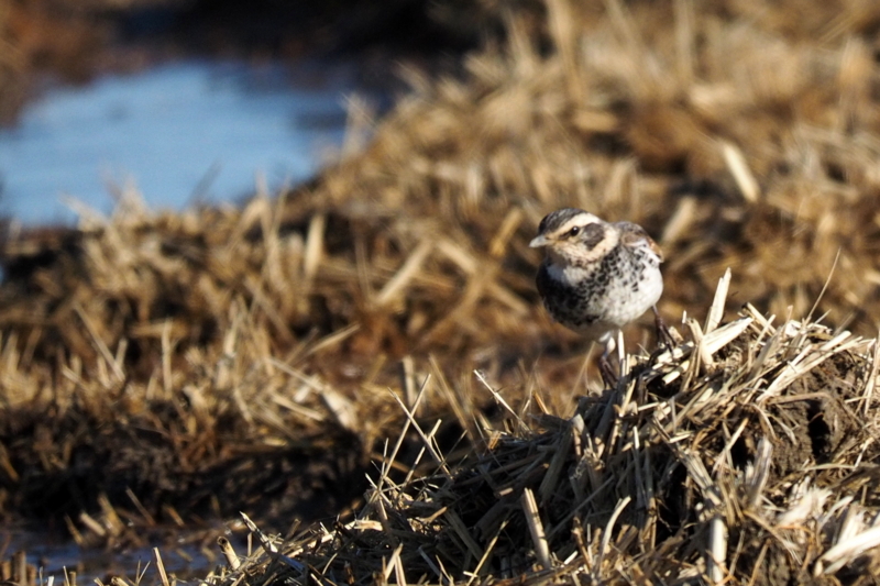 f:id:digibirds:20161222175401j:image