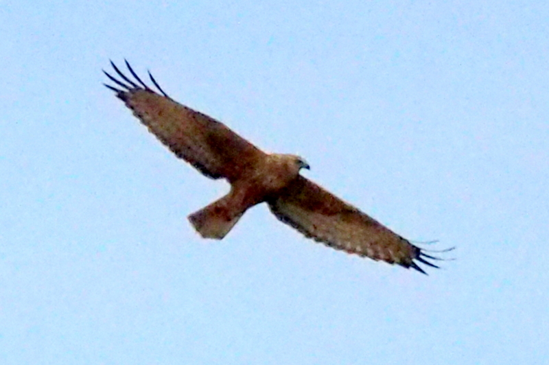 f:id:digibirds:20161223191225j:image f:id:digibirds:20161223191225j:image