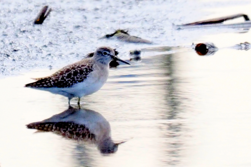 f:id:digibirds:20161227060935j:image f:id:digibirds:20161227060935j:image