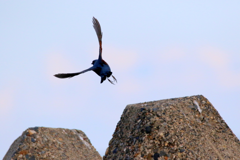 f:id:digibirds:20170220161711j:image f:id:digibirds:20170220161711j:image