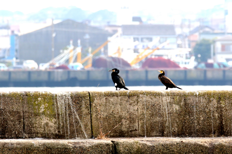 f:id:digibirds:20170307132221j:image f:id:digibirds:20170307132221j:image