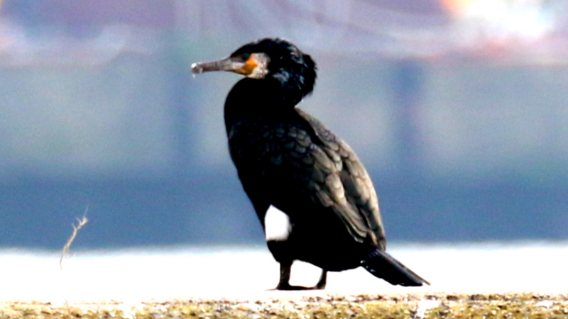 f:id:digibirds:20170307133907j:image f:id:digibirds:20170307133907j:image