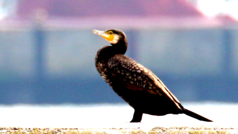 f:id:digibirds:20170307134101j:image f:id:digibirds:20170307134101j:image