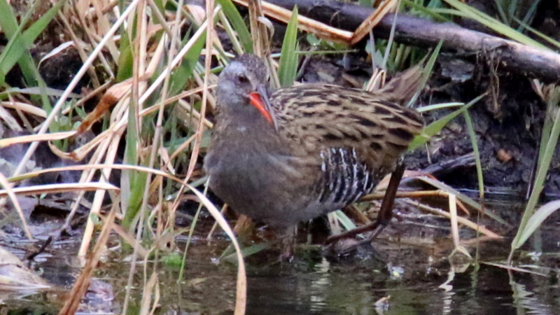 f:id:digibirds:20170314191346j:image