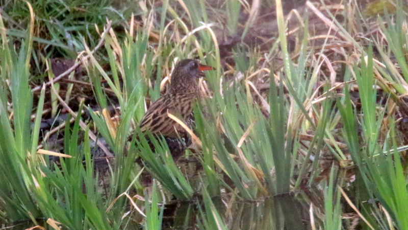 f:id:digibirds:20170314191350j:image