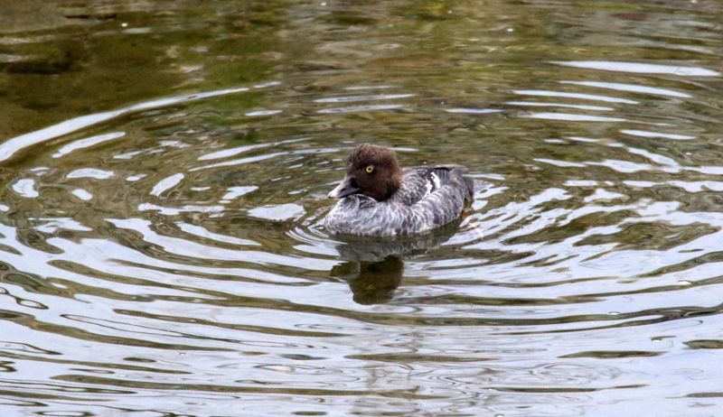 f:id:digibirds:20170314191711j:image