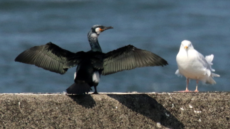 f:id:digibirds:20170319191159j:image