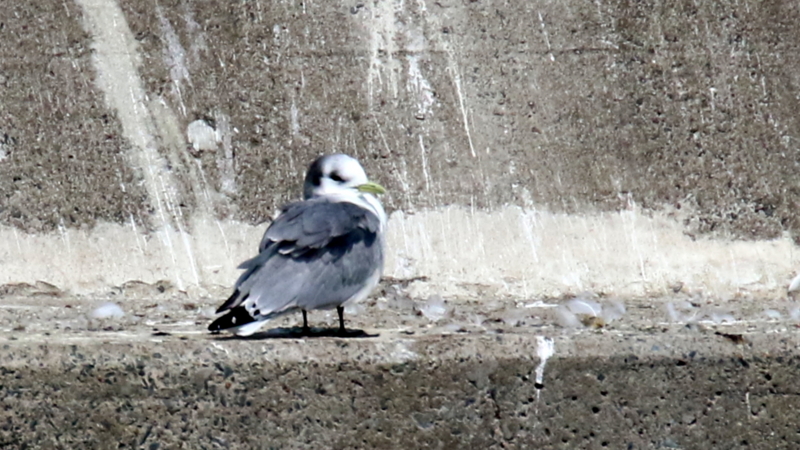 f:id:digibirds:20170319191203j:image