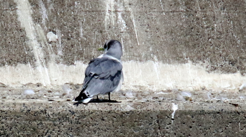 f:id:digibirds:20170319191206j:image