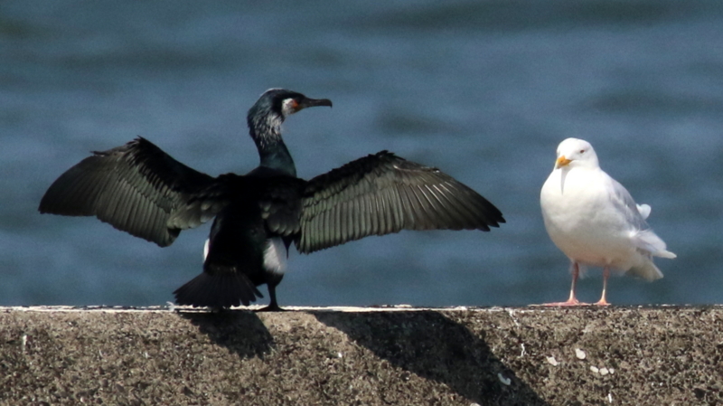 f:id:digibirds:20170319191250j:image