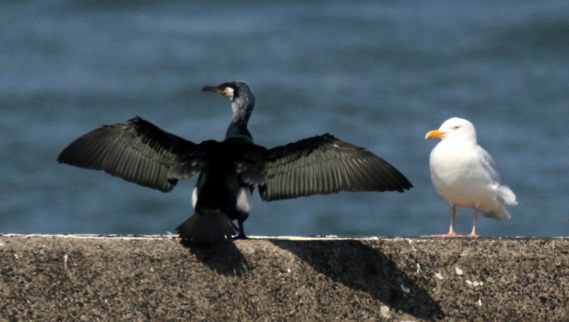 f:id:digibirds:20170319191254j:image