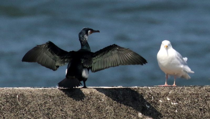 f:id:digibirds:20170319191257j:image