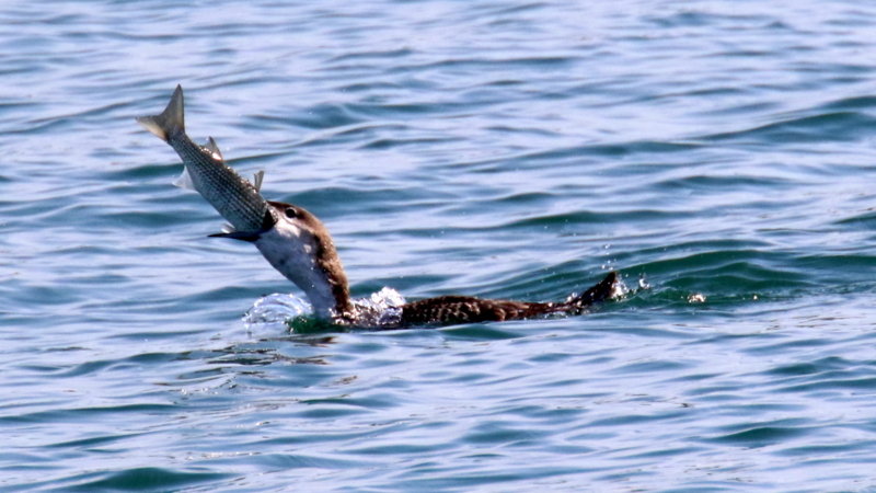 f:id:digibirds:20170330000705j:image