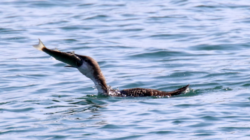 f:id:digibirds:20170330000712j:image