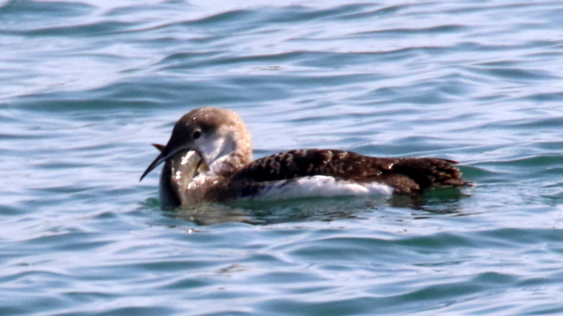 f:id:digibirds:20170330000718j:image