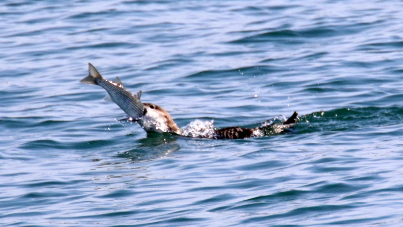 f:id:digibirds:20170330000816j:image