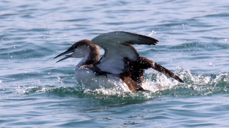 f:id:digibirds:20170330000918j:image