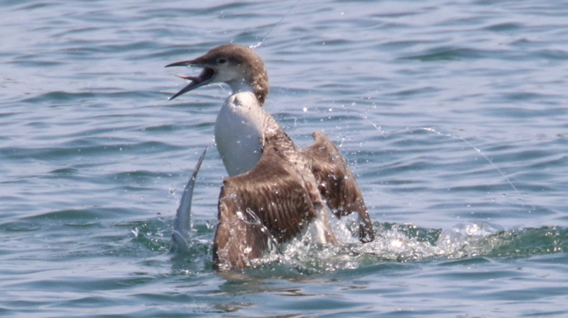 f:id:digibirds:20170330000928j:image