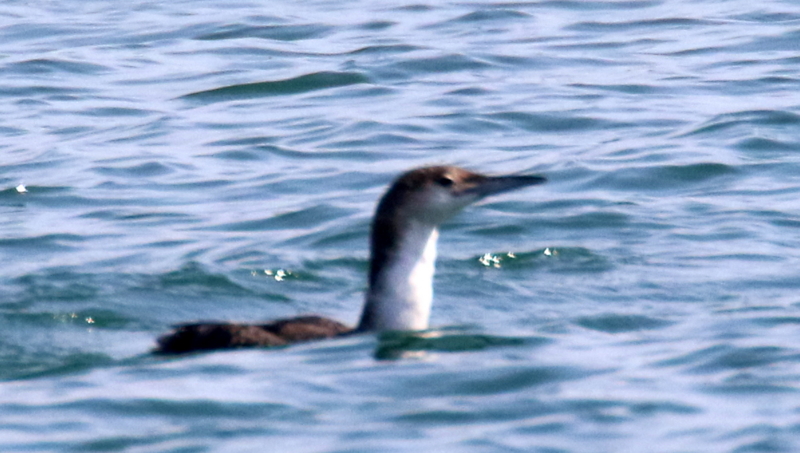 f:id:digibirds:20170330001115j:image