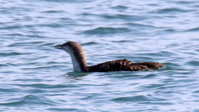 f:id:digibirds:20170330001117j:image