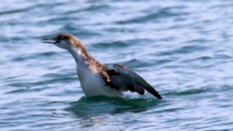 f:id:digibirds:20170330001121j:image