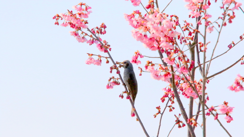 f:id:digibirds:20170331154041j:image