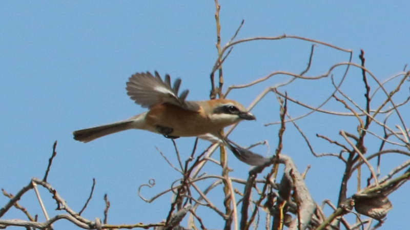 f:id:digibirds:20170403161502j:image