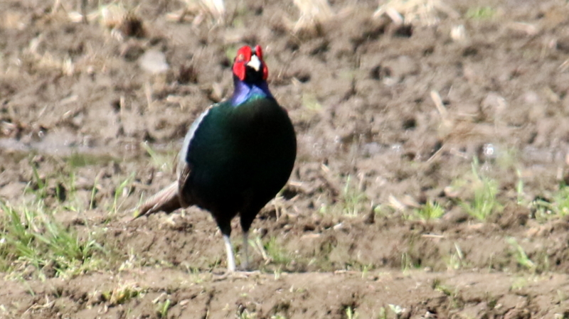 f:id:digibirds:20170411144244j:image