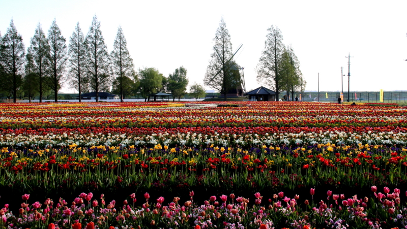 f:id:digibirds:20170424142215j:image